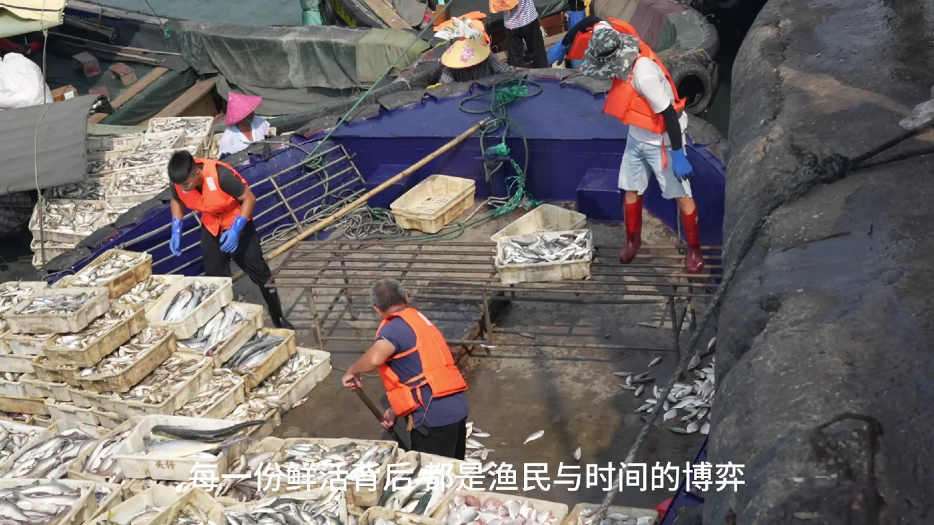纪录片《开海》中渔获归岸与分拣现场